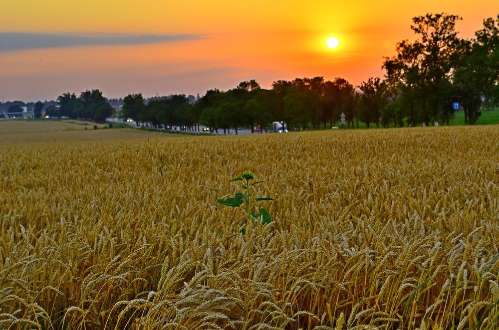 Пшеничное поле.