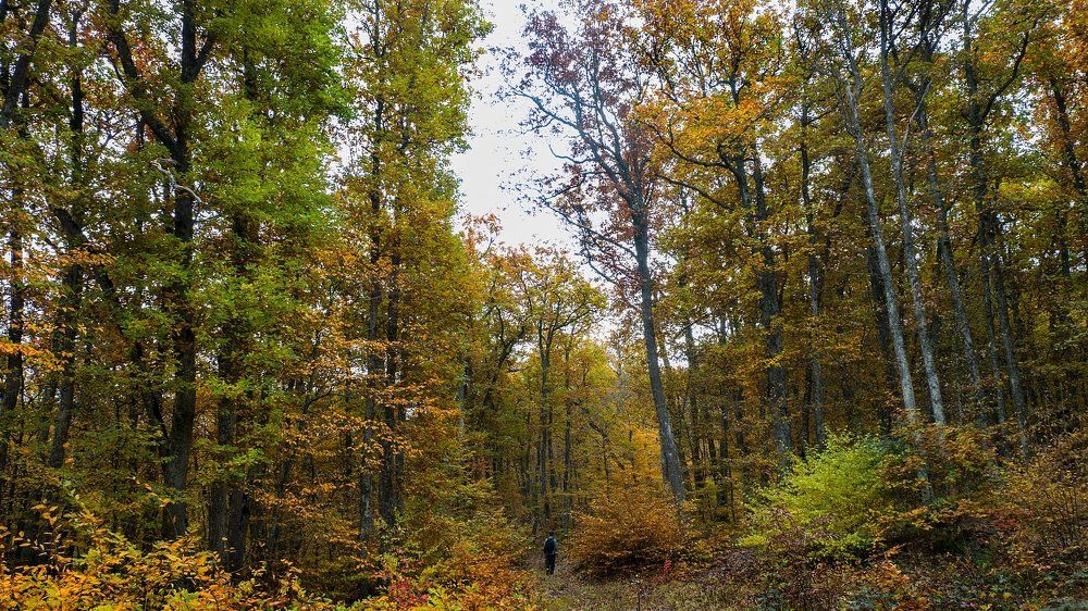 В Крымском лесу.