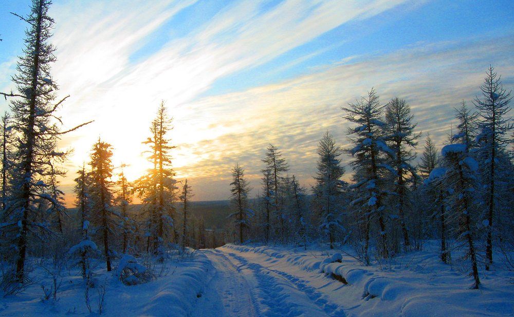 Рассвет в лесотундре