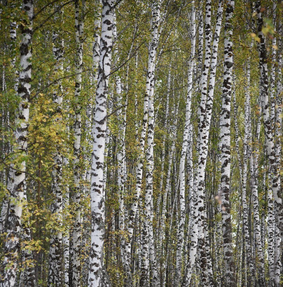 Берёзовая роща