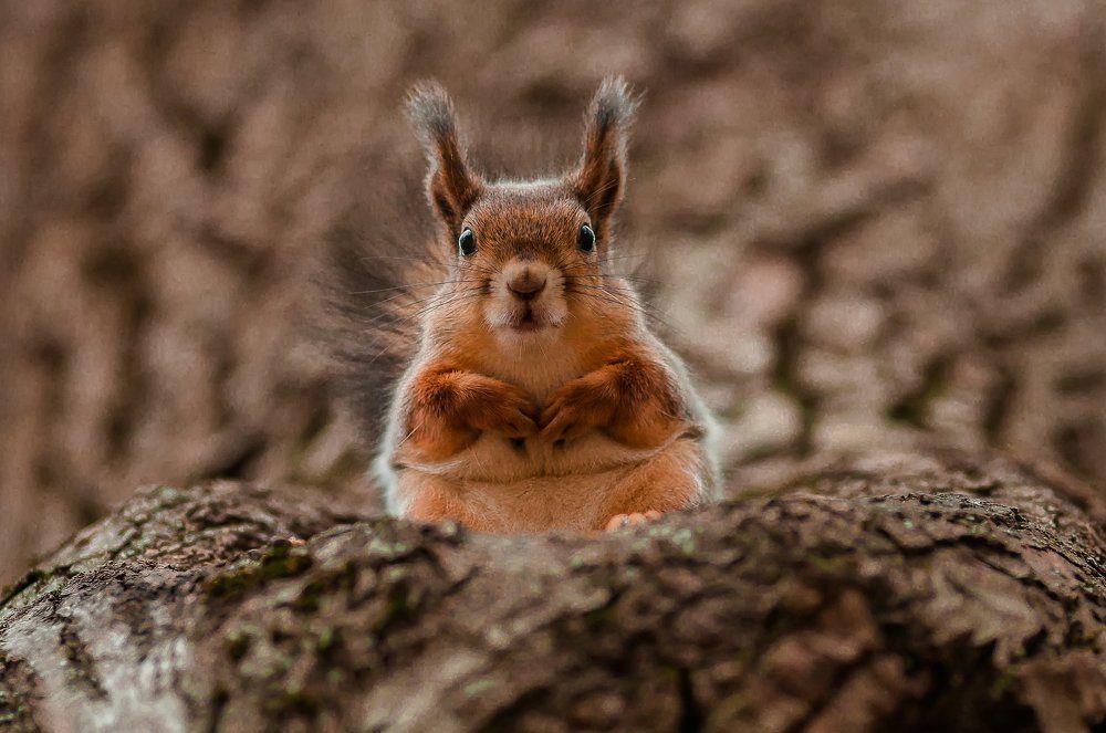 Что принес ?