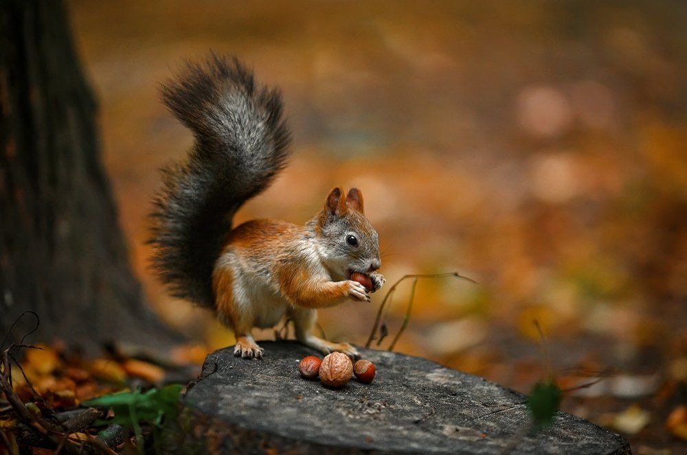 Завтрак на пеньке