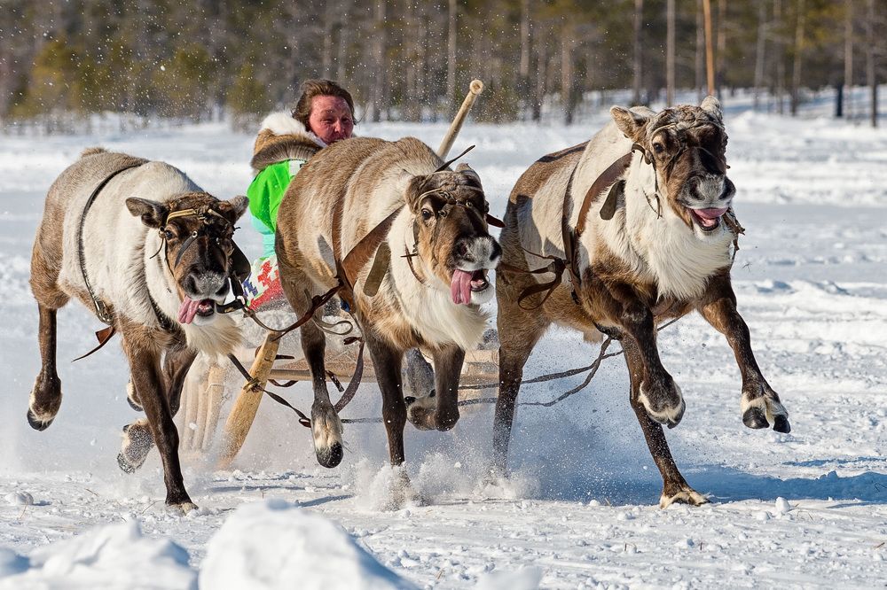 Гонки на оленьих упряжках