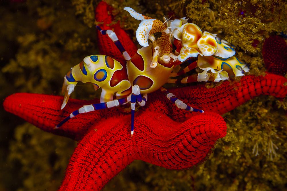 The Harlequin Shrimp does not make jokes