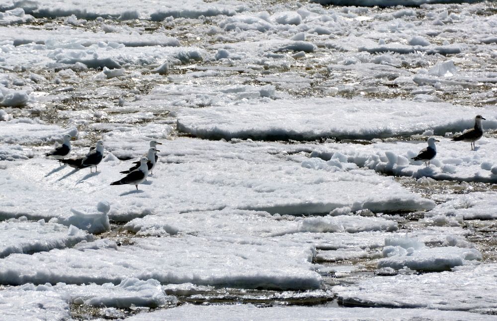 Путешествие на льдине