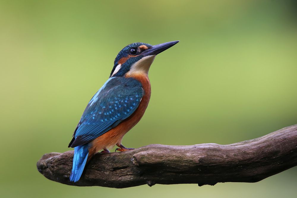 Портрет на зелёном фоне