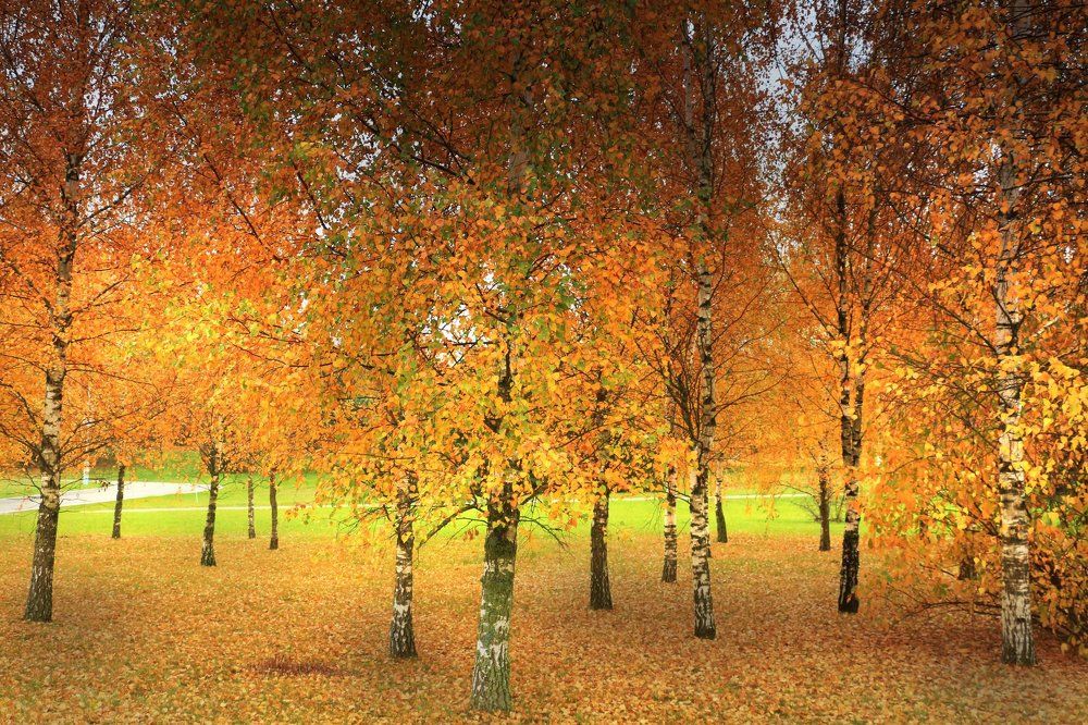 Вспоминая осень