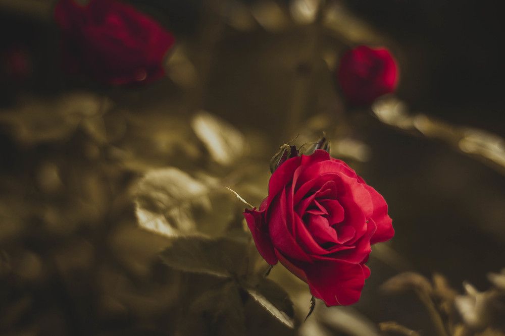 Love in every petal.