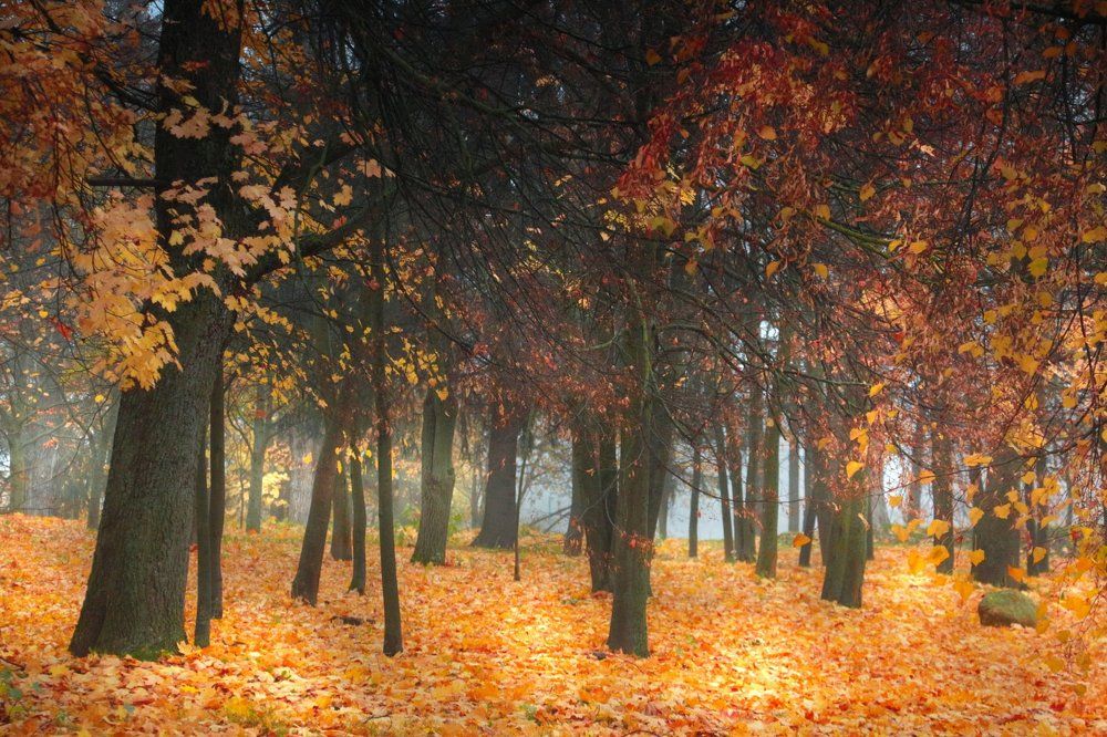 Опавшие листья