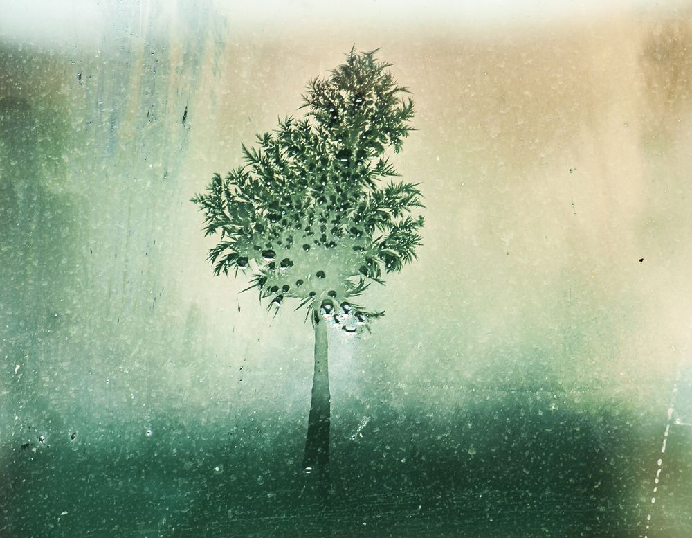 мороз рисует...