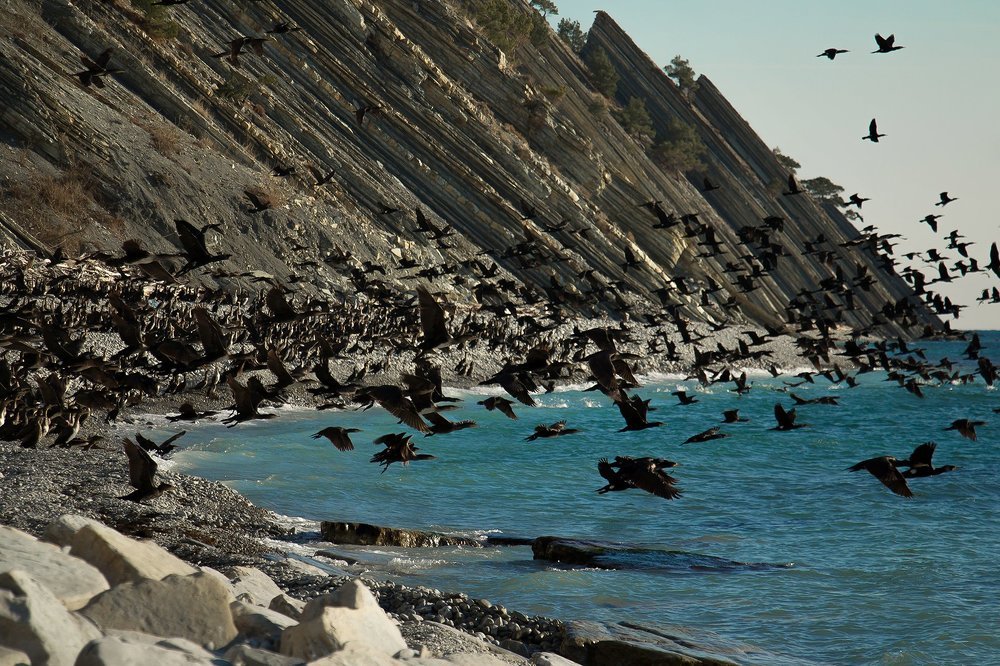 Берег бакланов