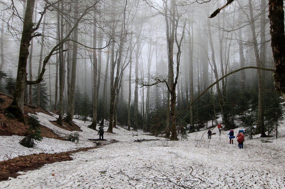 Входим в зону леса