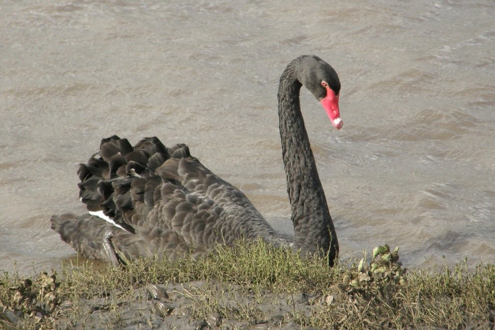Лебедь на пруду