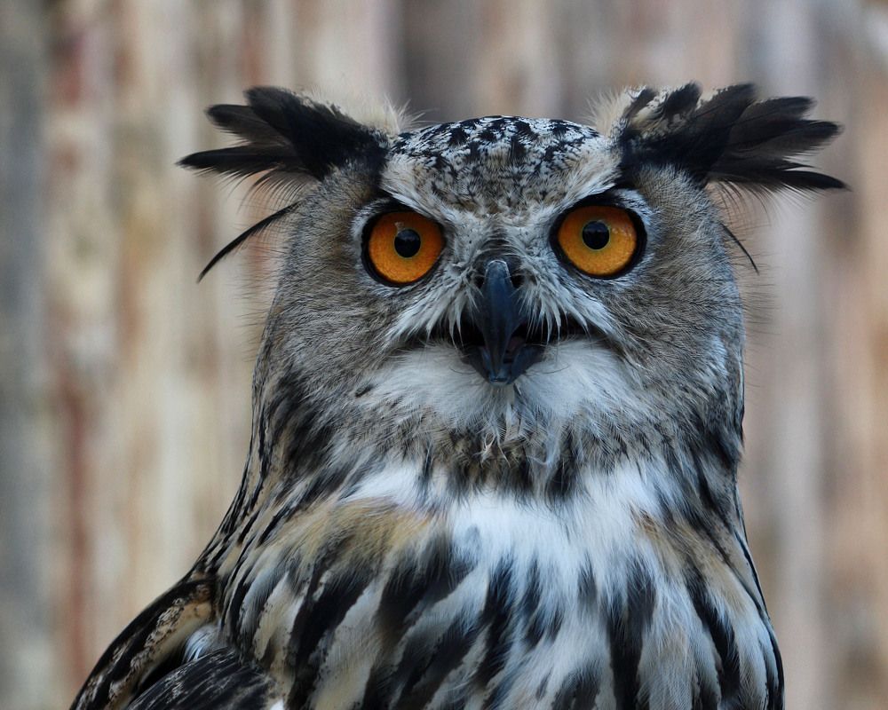 Птица я приметная