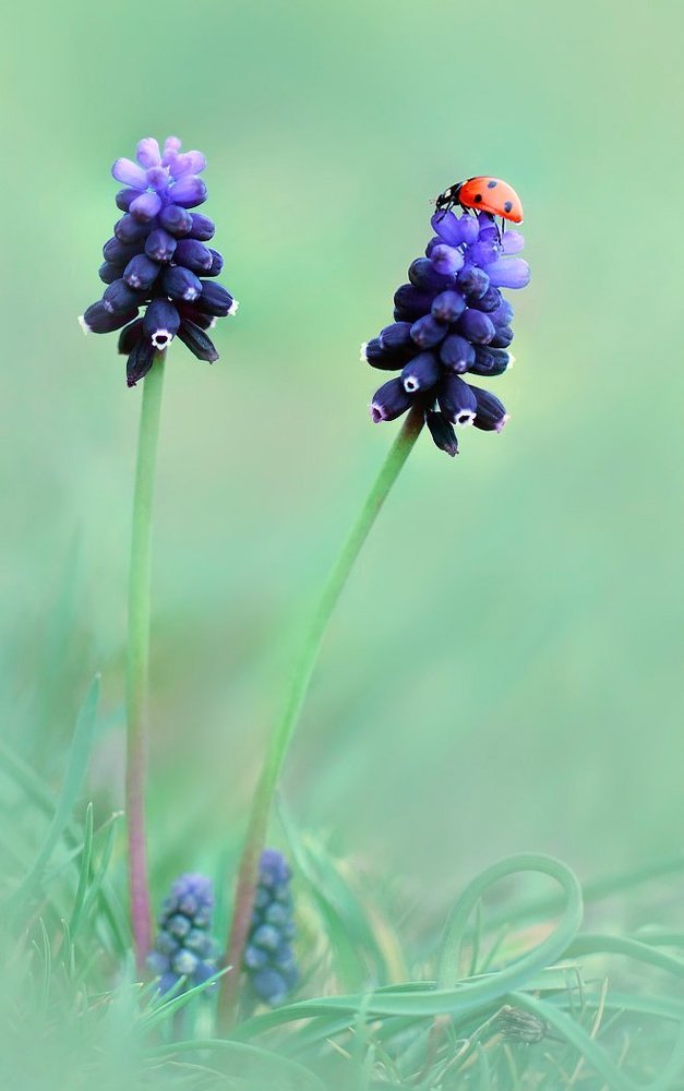 Весеннее пробуждение.