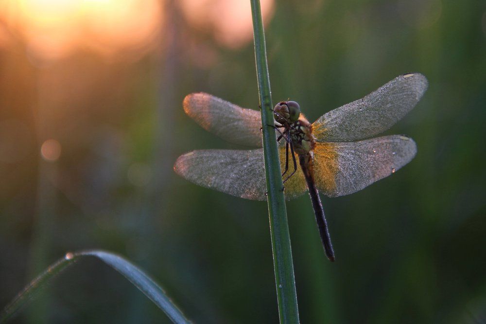 На рассвете