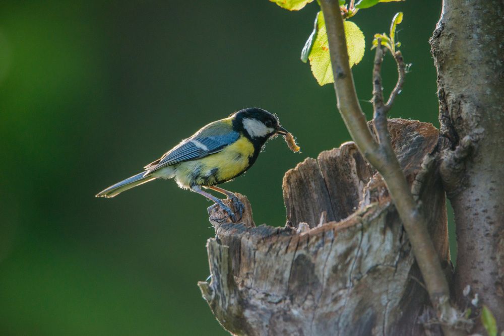 Great tit on the nest.