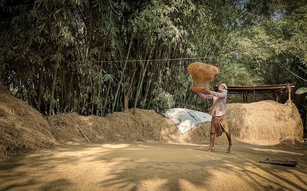 Cultivation