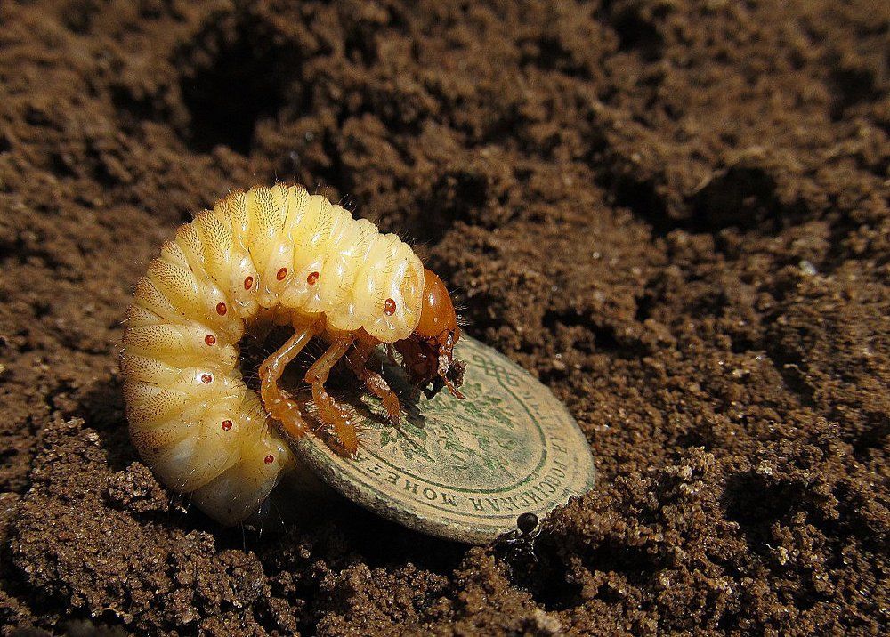 Хозяйка монеты