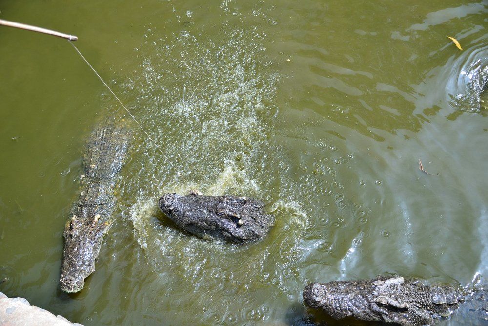 Вечно голодный