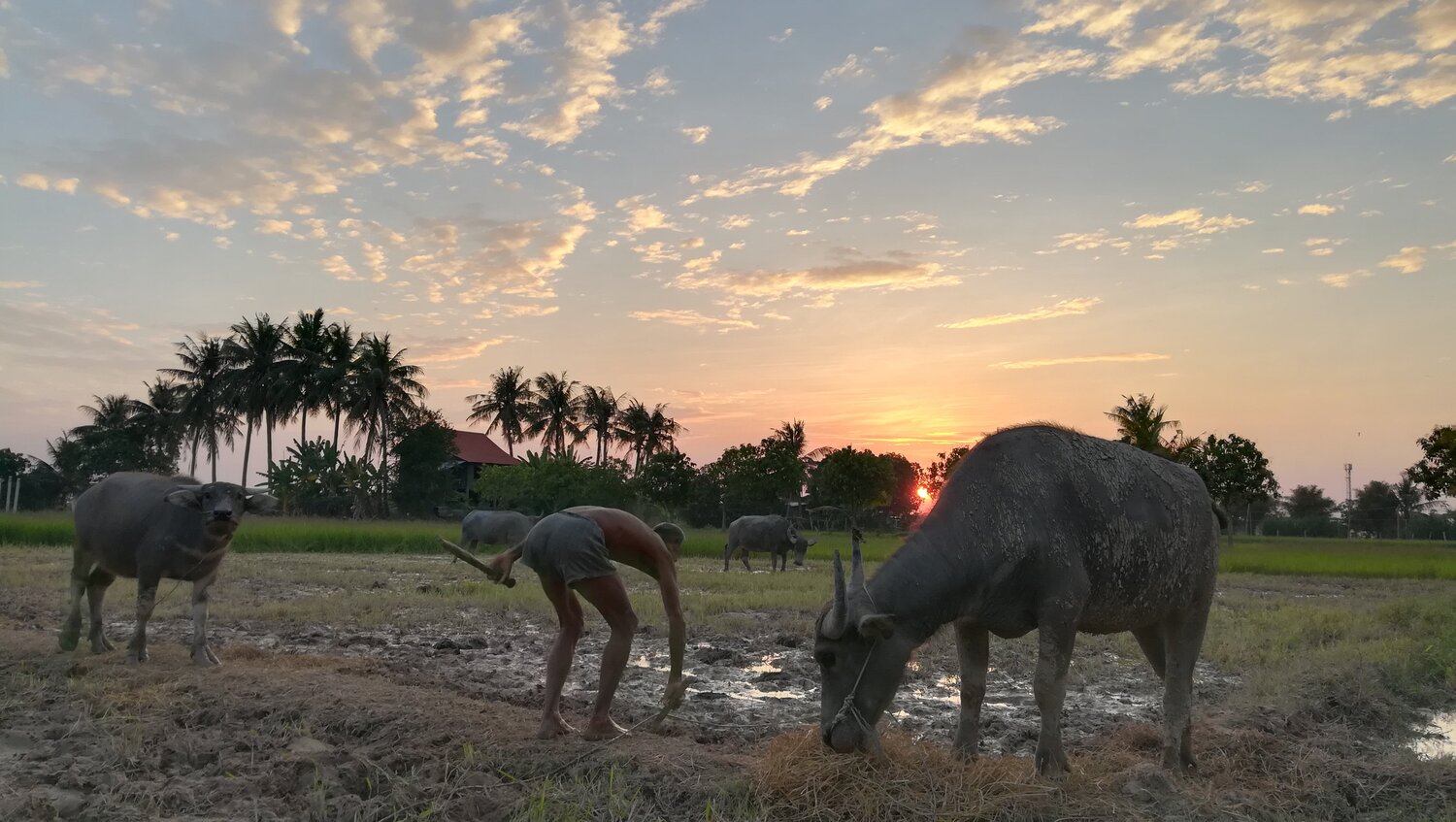 Countryside sunset