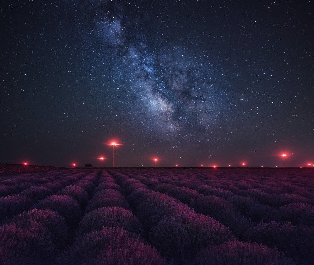 Milky way over lavender field