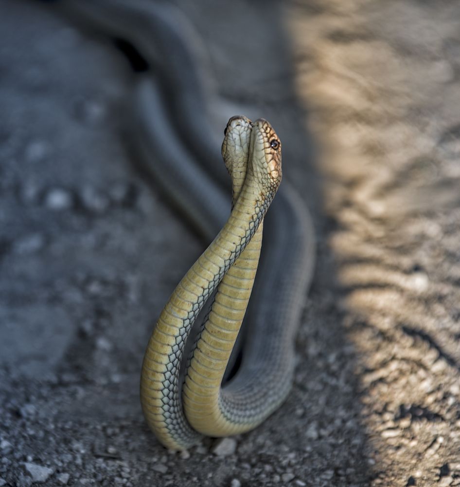 Сладкая парочка