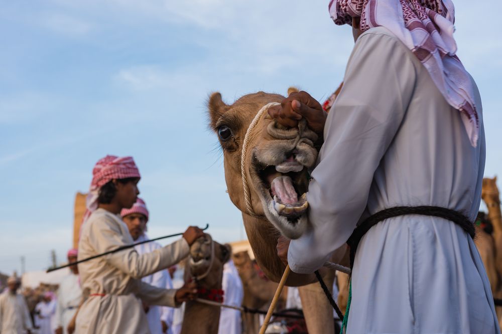 Camel Race