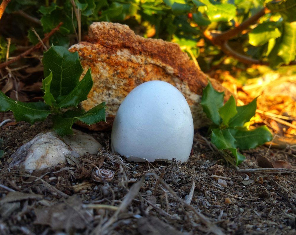 Une coquille bien caché