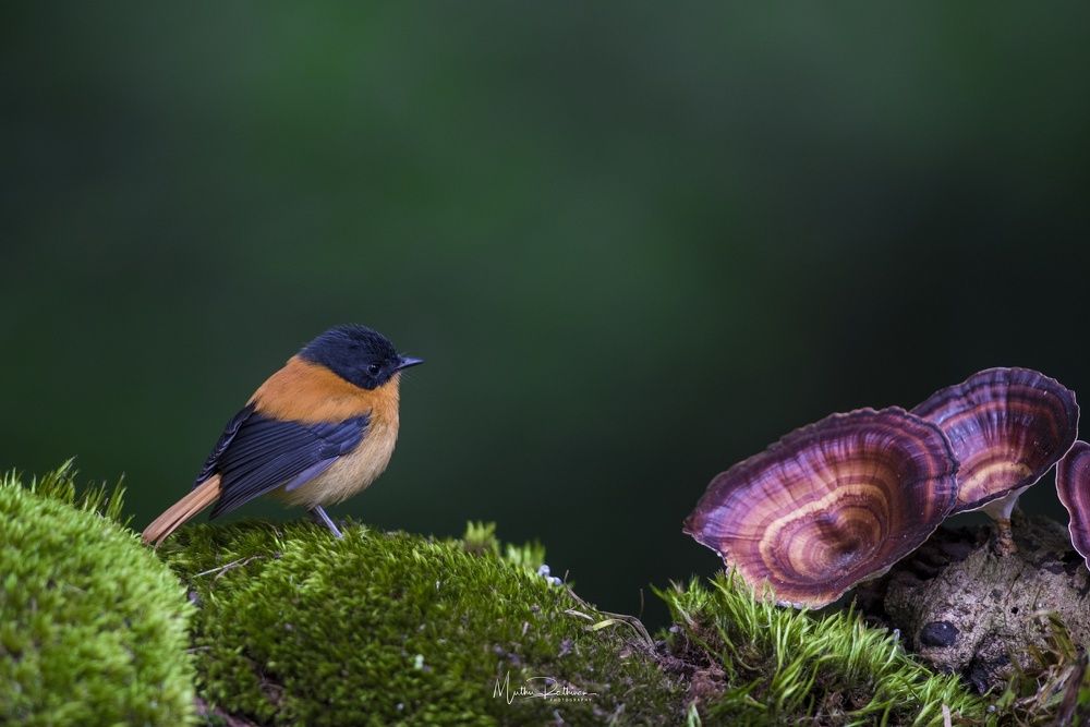Black and orange fly catcher