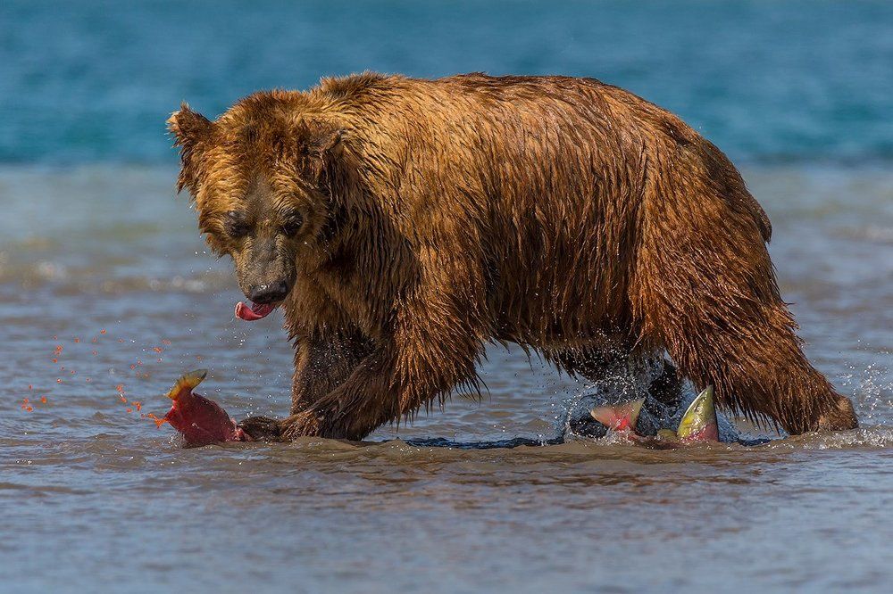 Рыбы, много не бывает!!!