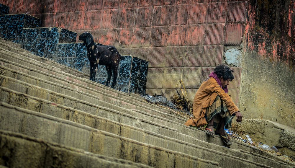 Reversely Human and Animal