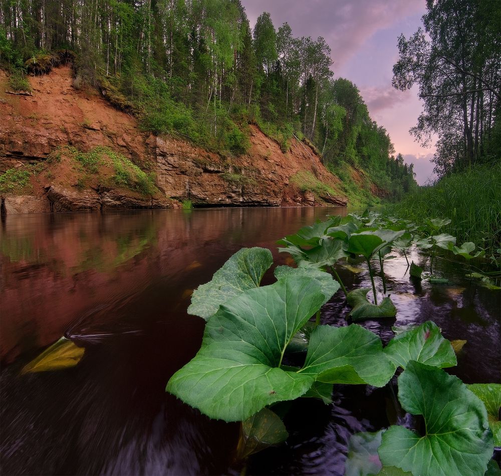 Портрет комара