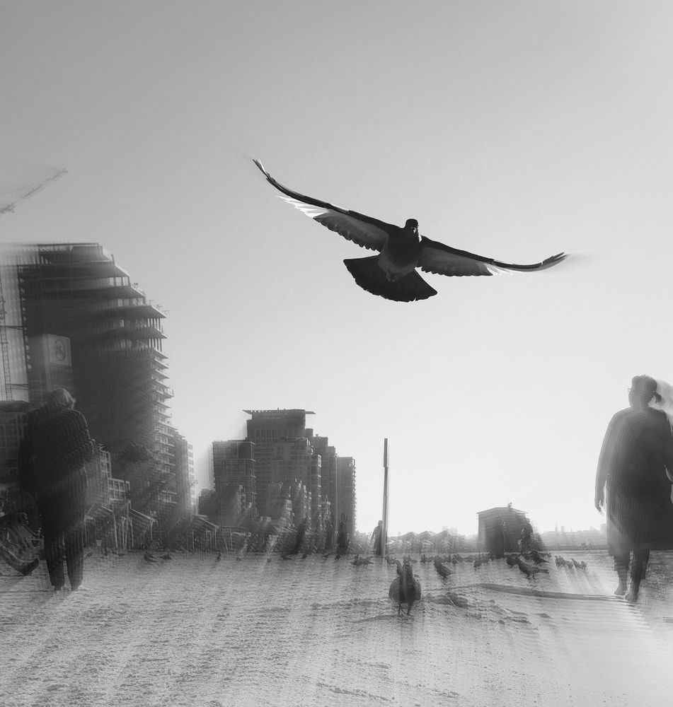 Мирная птица