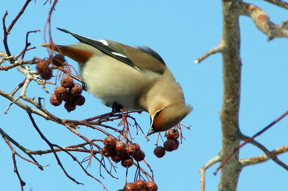 Какая ягода лучше?