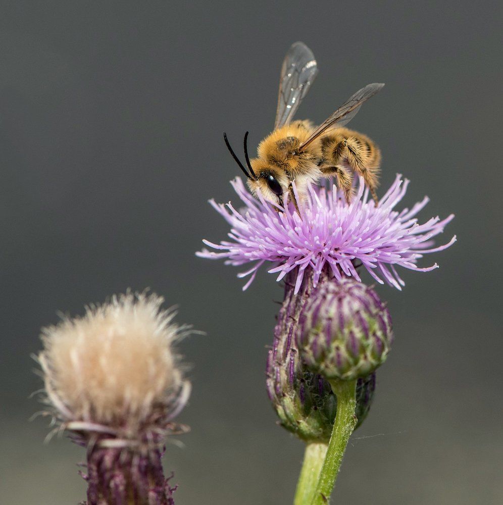 Пчела на чертополохе