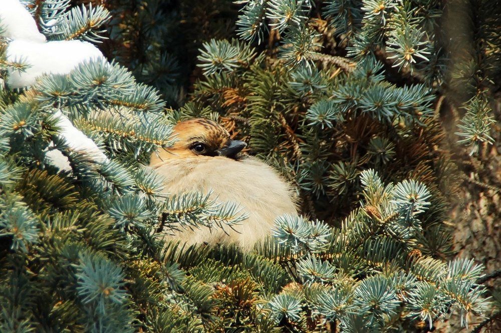 Притаилась