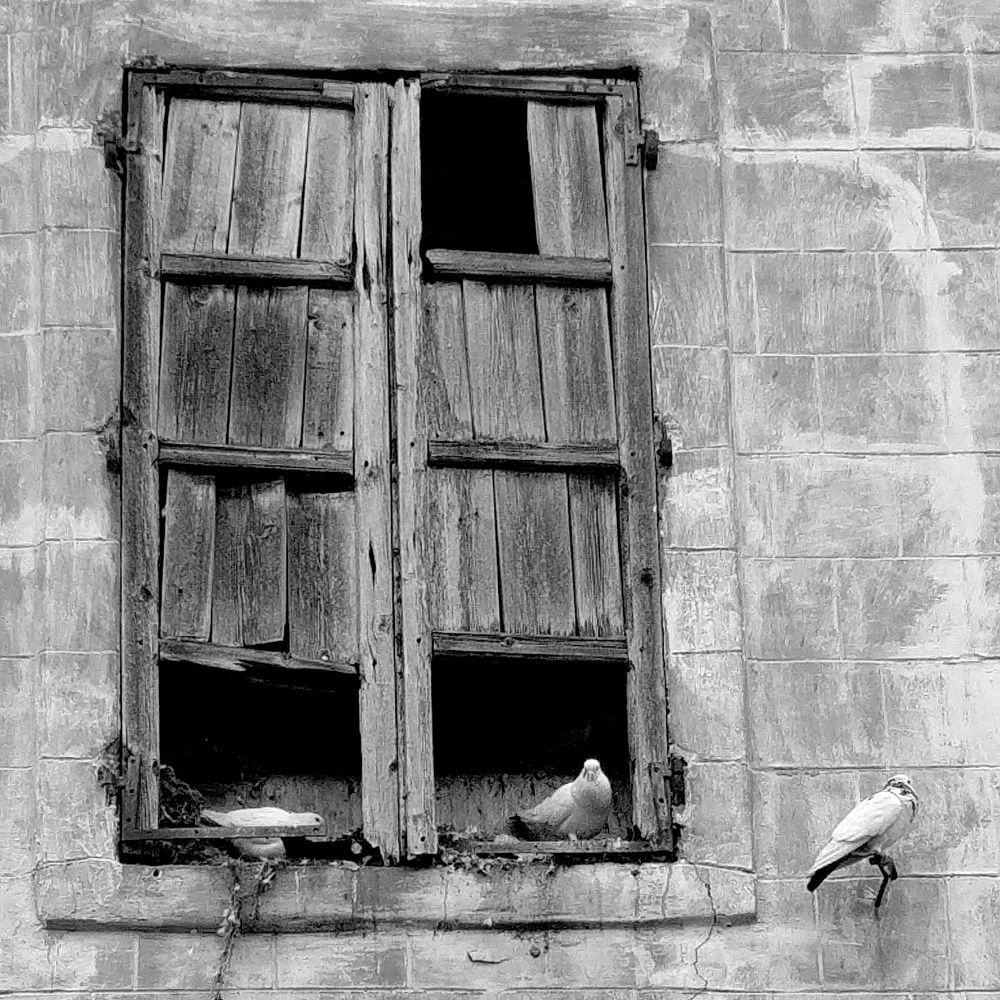 Photograph by Kristen koko