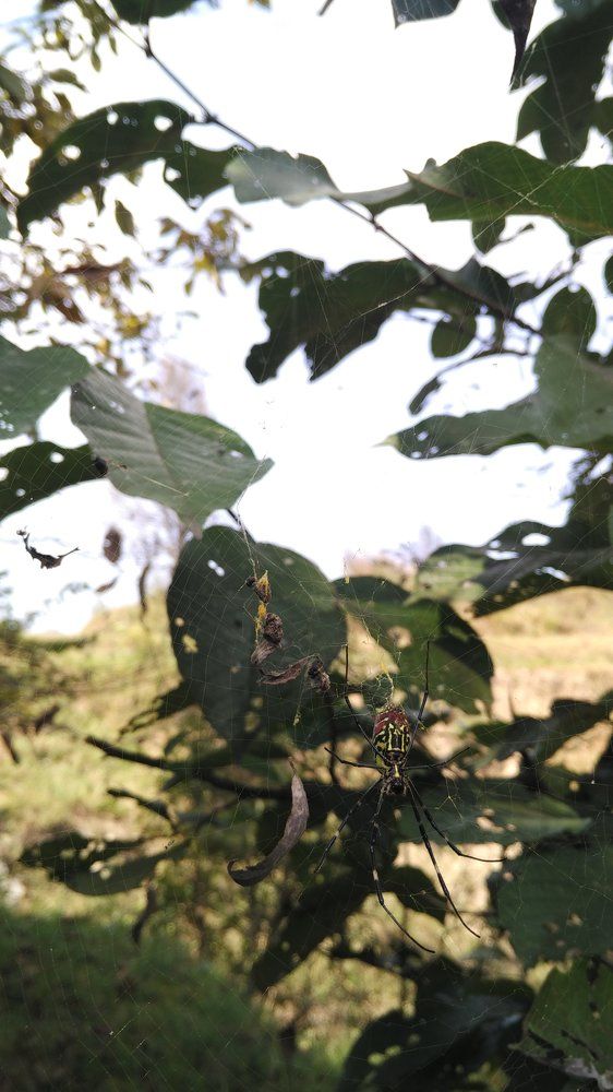 Spider