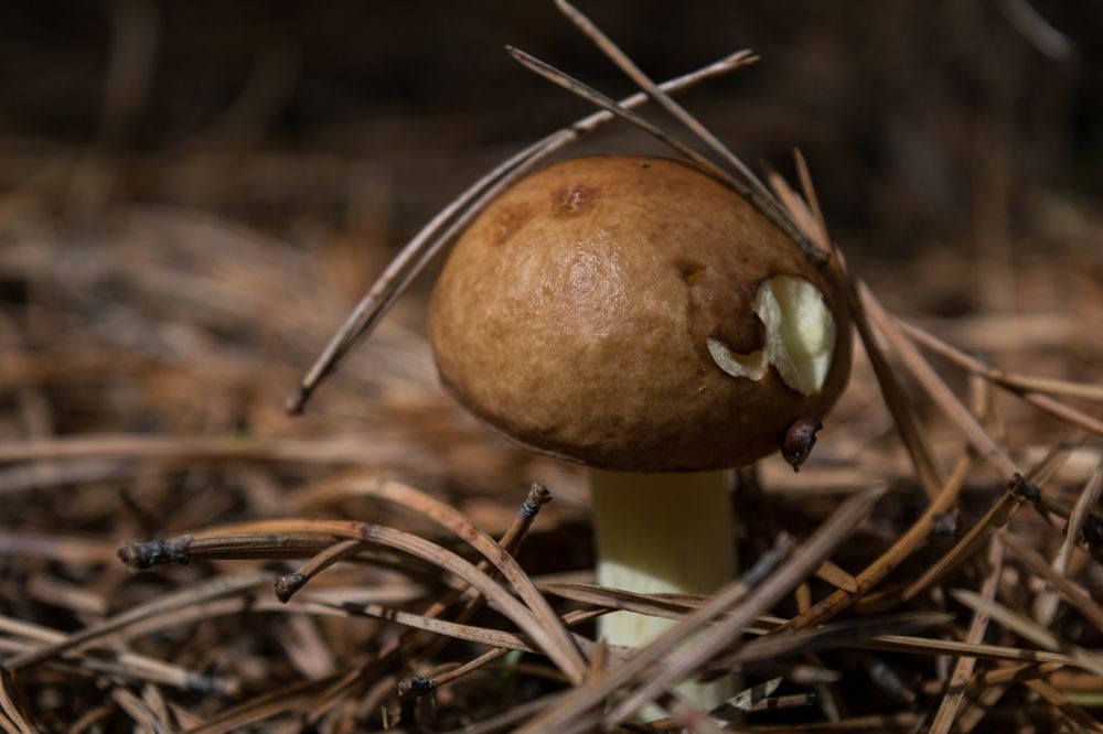 Масленок на опушке