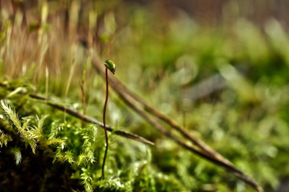 "одинокий фламинго"