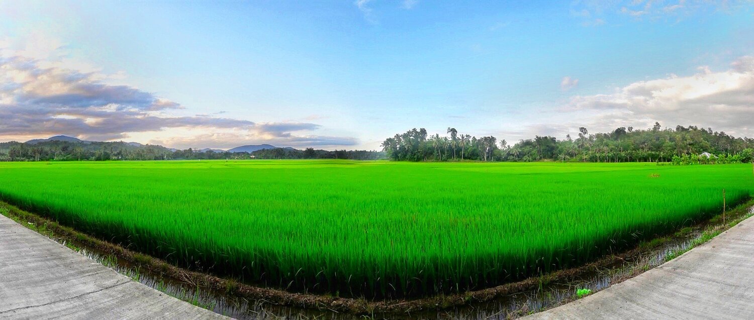 The rice fiels