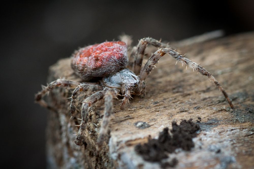 Красный уровень опасности