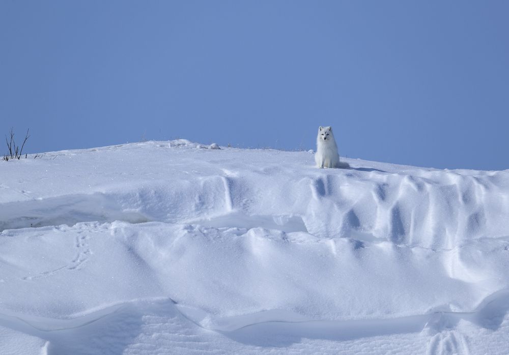 Видит око, да зуб неймет!