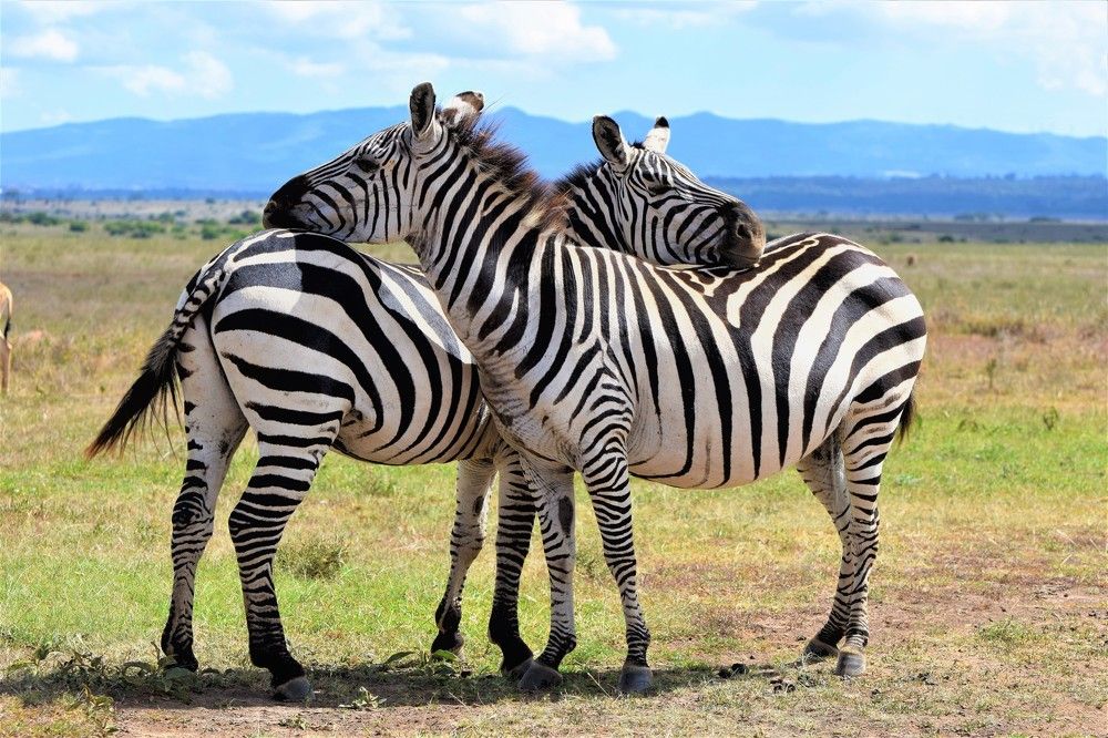 It's a Striped affair