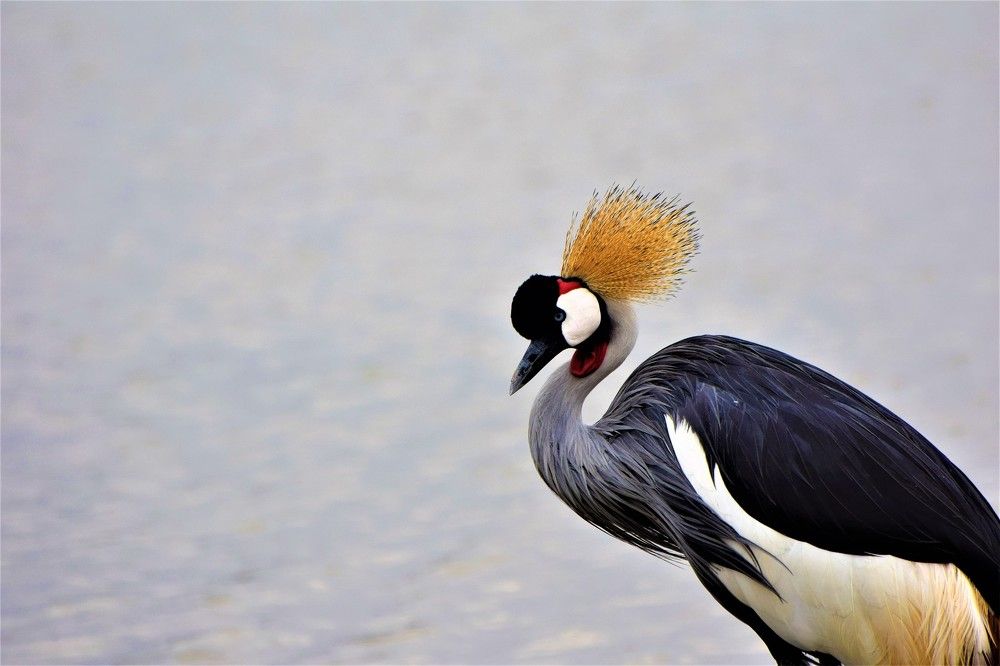 Crowned Crane