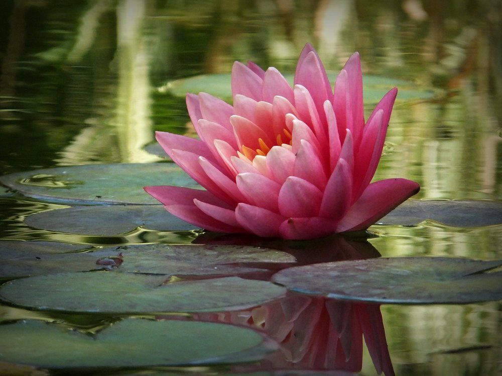 Там лилии цветут...