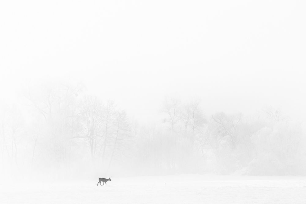 Deer in the snow