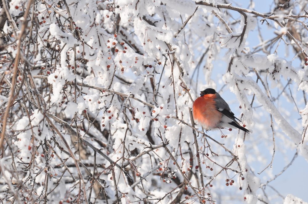 Зимняя столовая.