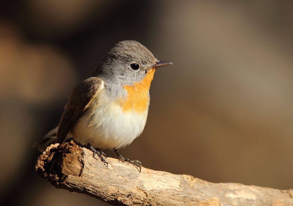 Red throated flycatcher male